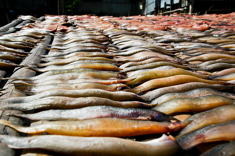  Fish caught in the Mekong River near Phnom Penh is left out to dry. 