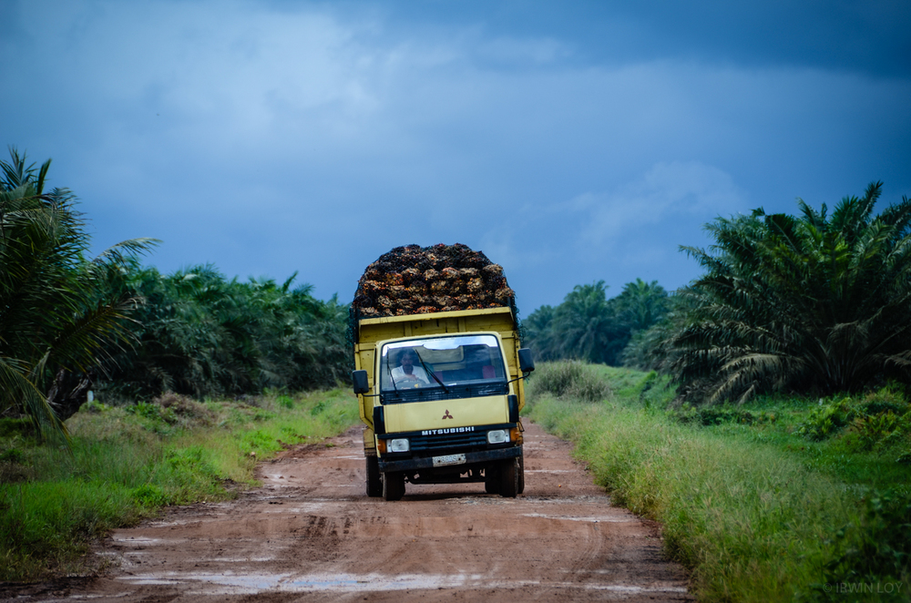  Vast swathes of land around Dayak villages are occupied by palm oil plantations. 