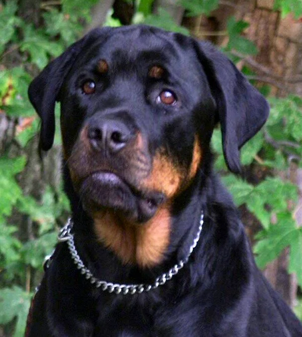 Boomer (Jo M)