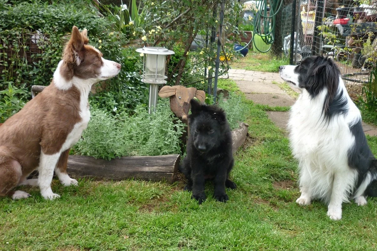 Rosie, Jazzmine, and Pepper (Angela H)