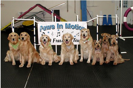 Paws in Motion Team Dogs