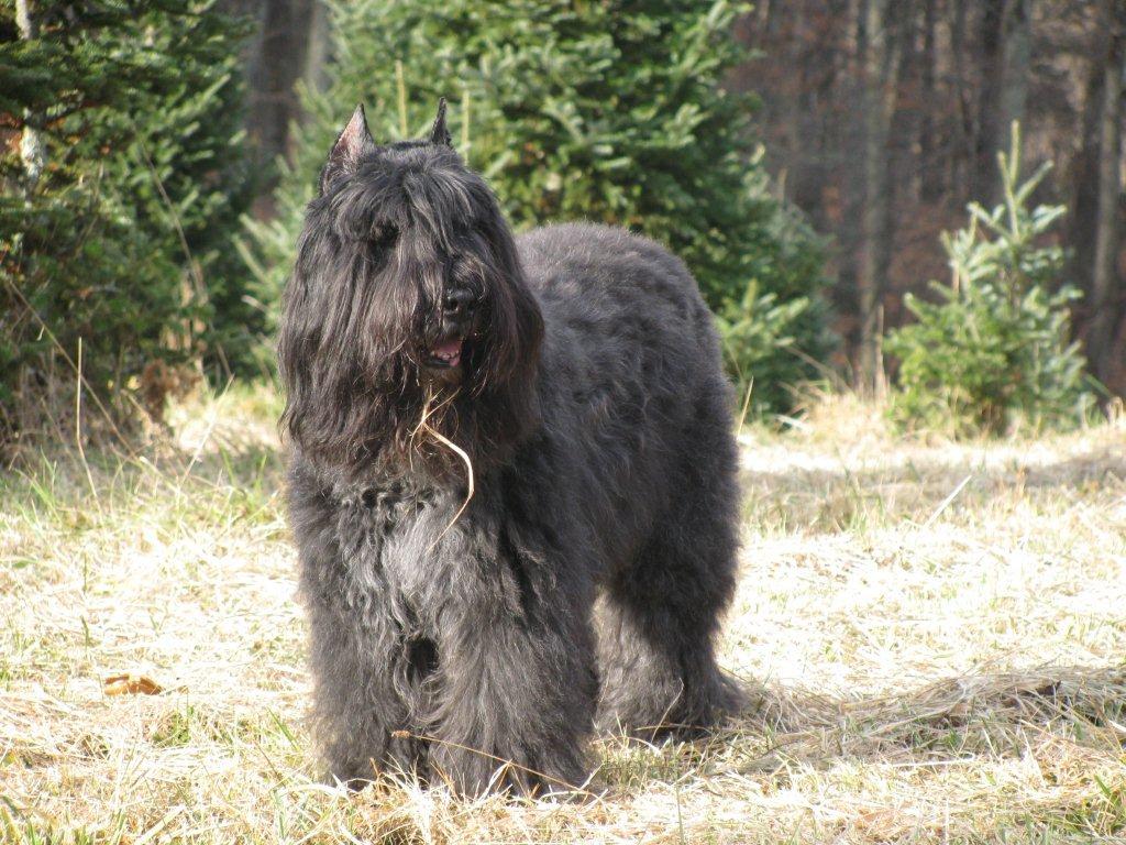 Shadow enjoying the outdoors