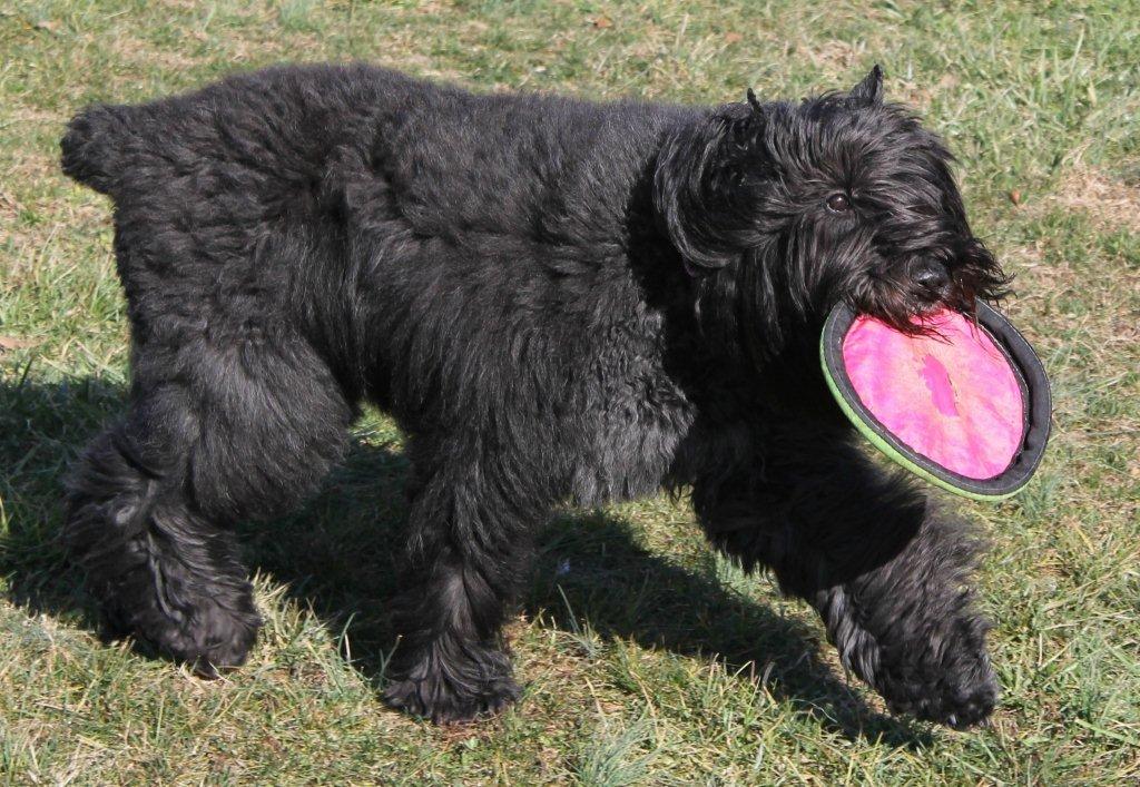 Shadow and her Frisbee