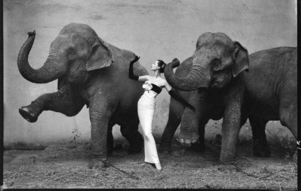 Richard Avedon's Dovima with elephants sold at auction for $1.2 million