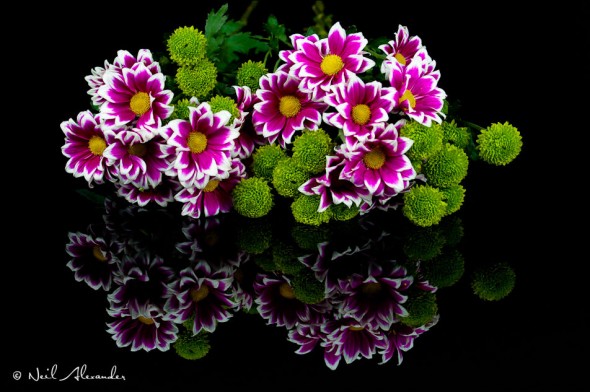 P lum and lime Chrysanthemum arrangement (Click for larger)