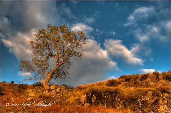T ree on the hillside above Derwent Water, Lake District