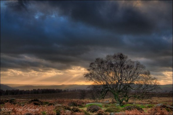 Tree in the Derwent Valley, High Peaks (Click to view larger)