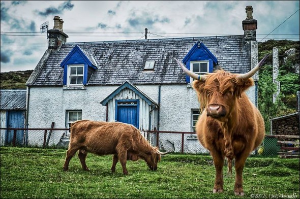 The little hamlet of Duirnish, where Highland cattle freely wander the streets