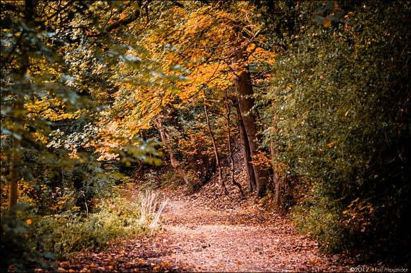 wpid19265-Bollin-Valley-in-Autumn-Neil_Alexander-01-590x392.jpg