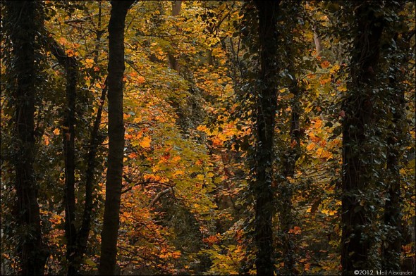 wpid19270-Bollin-Valley-in-Autumn-Neil_Alexander-03-590x392.jpg