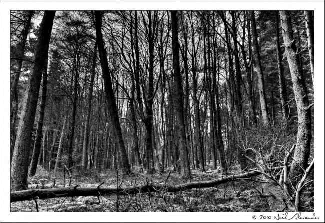 wpid917-Macclesfield-Forest-by-Neil-Alexander-Lge-1-650x446.jpg