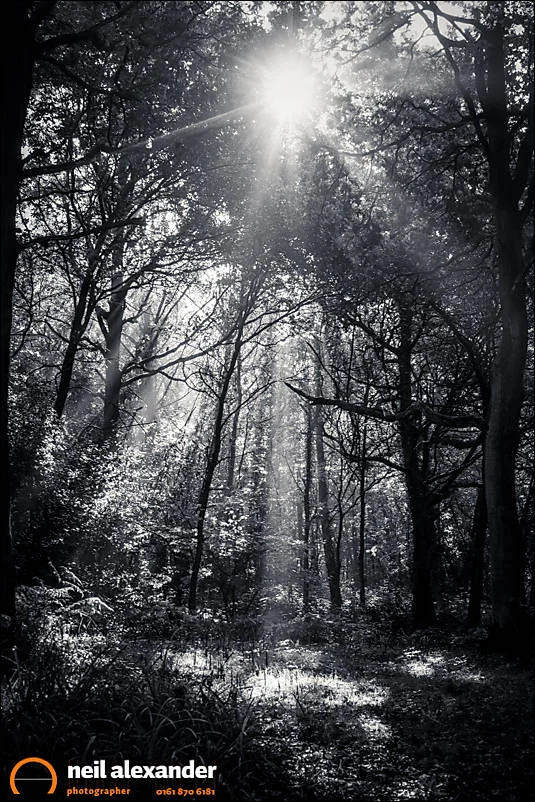 Sunbank Wood Neil_Alexander 03.jpg