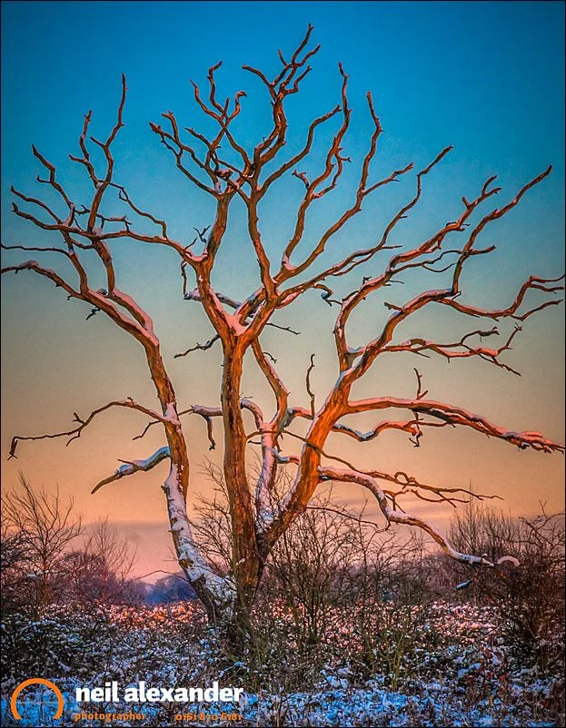 Leafless snow covered tree in the Peak District