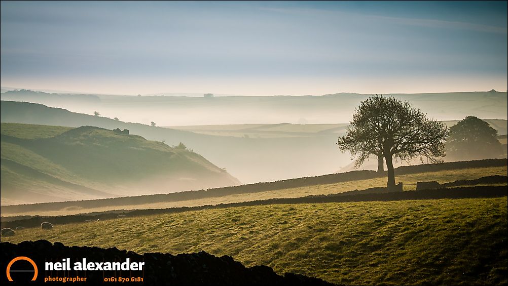 Trees in the mist in the Derbyshire Dales at dawn