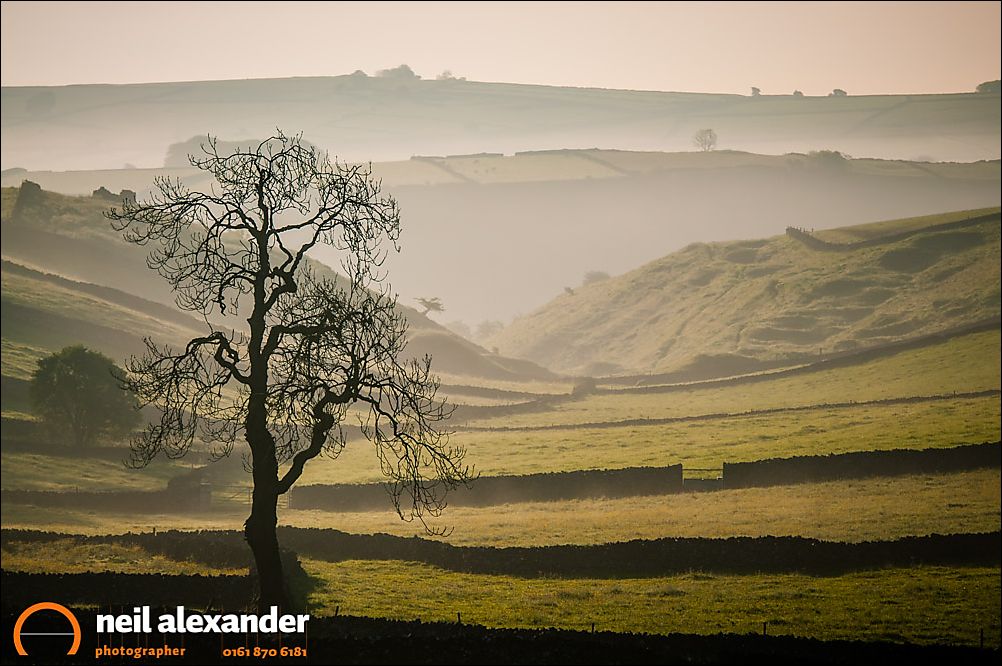 Trees in the mist in the Derbyshire Dales at dawn