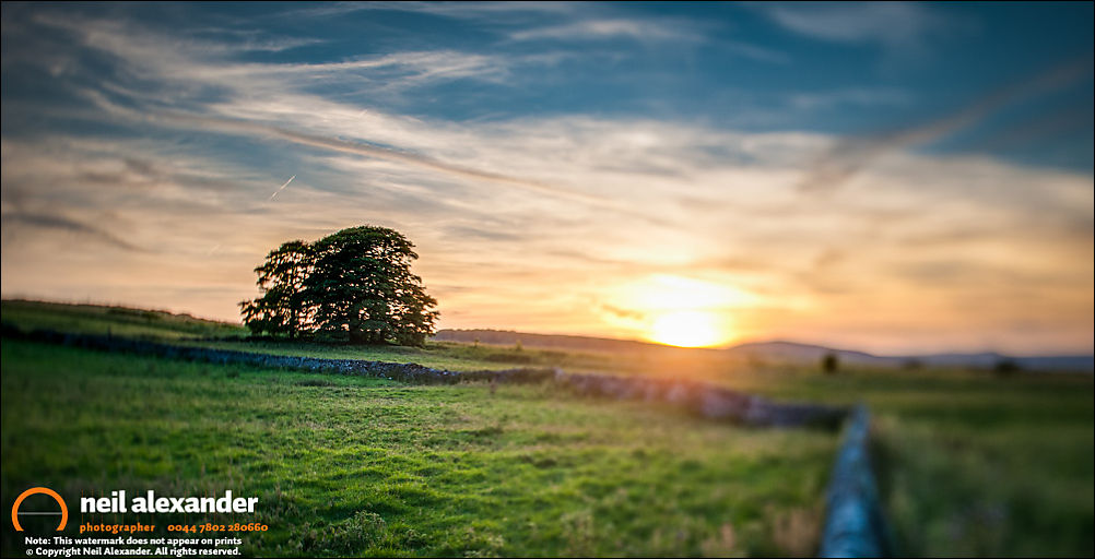 Lonely tree at sunset, near Bakewell, Peak District. Photographed with 24mm TS Lens. Bracketed exposure processed in Lightroom and LR Enfuse.
