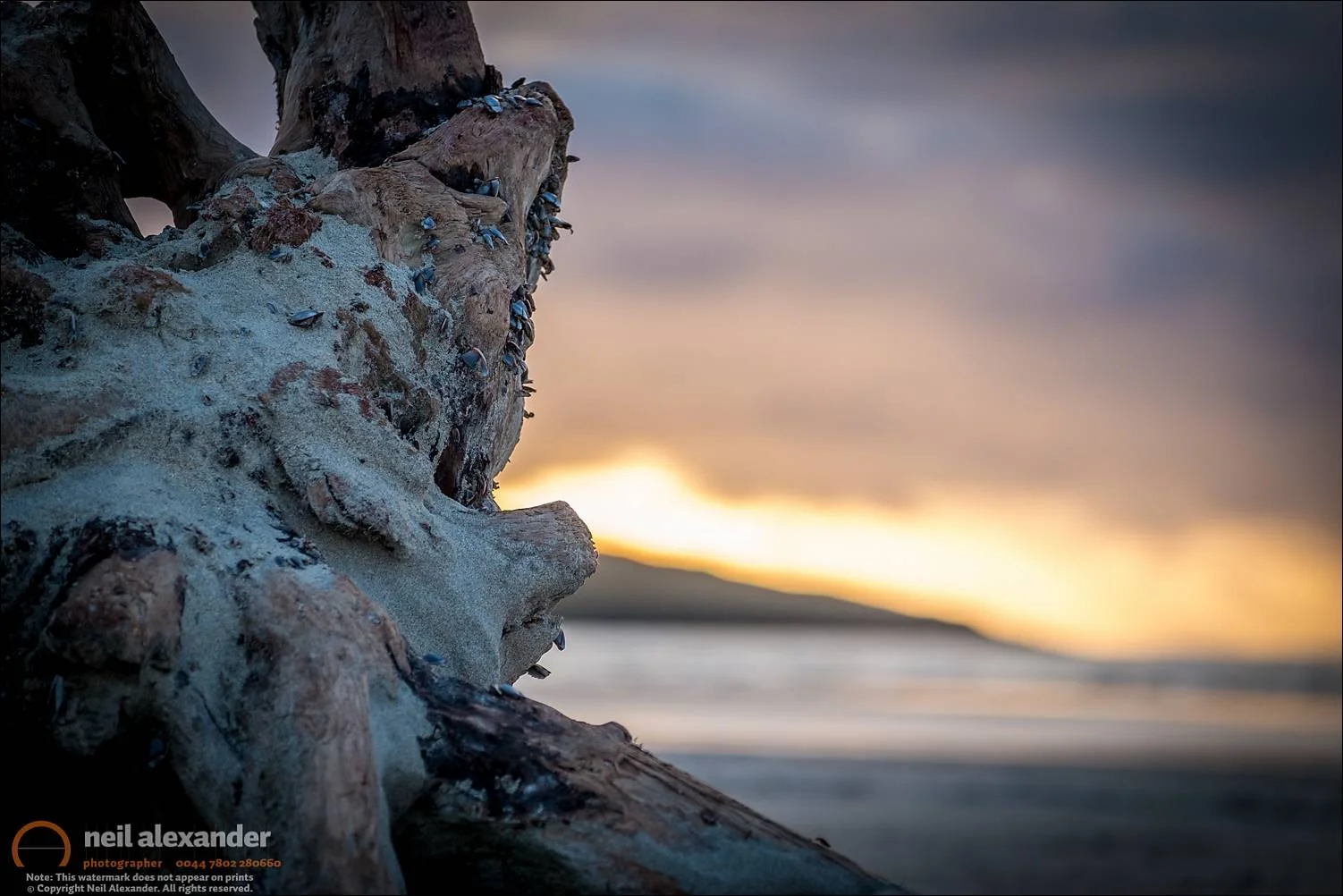 Driftwood, Luskentyre, Harris