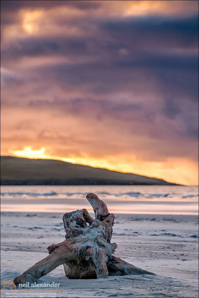 Driftwood On Luskentyre, Harris