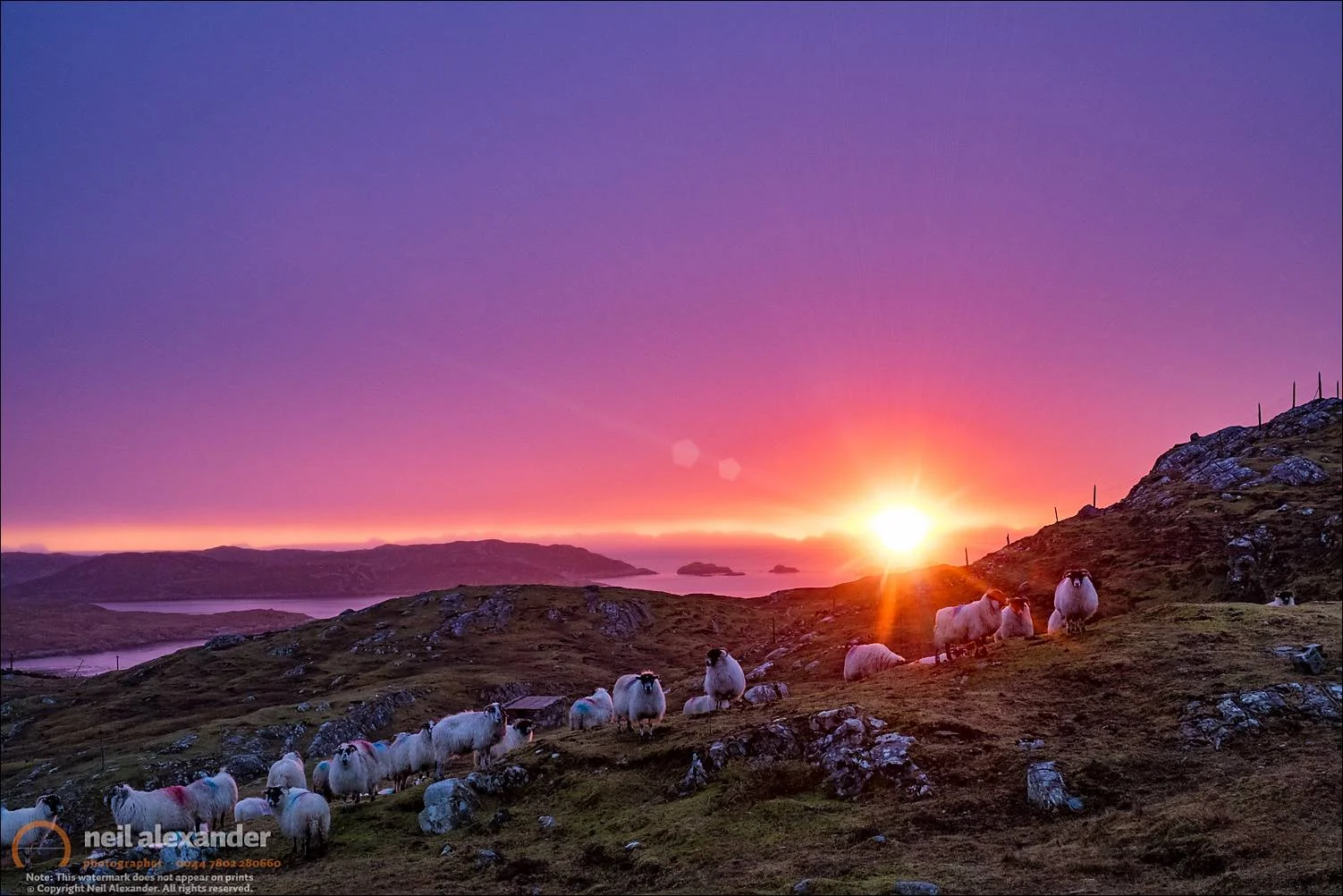 Inquisitive flock at dawn