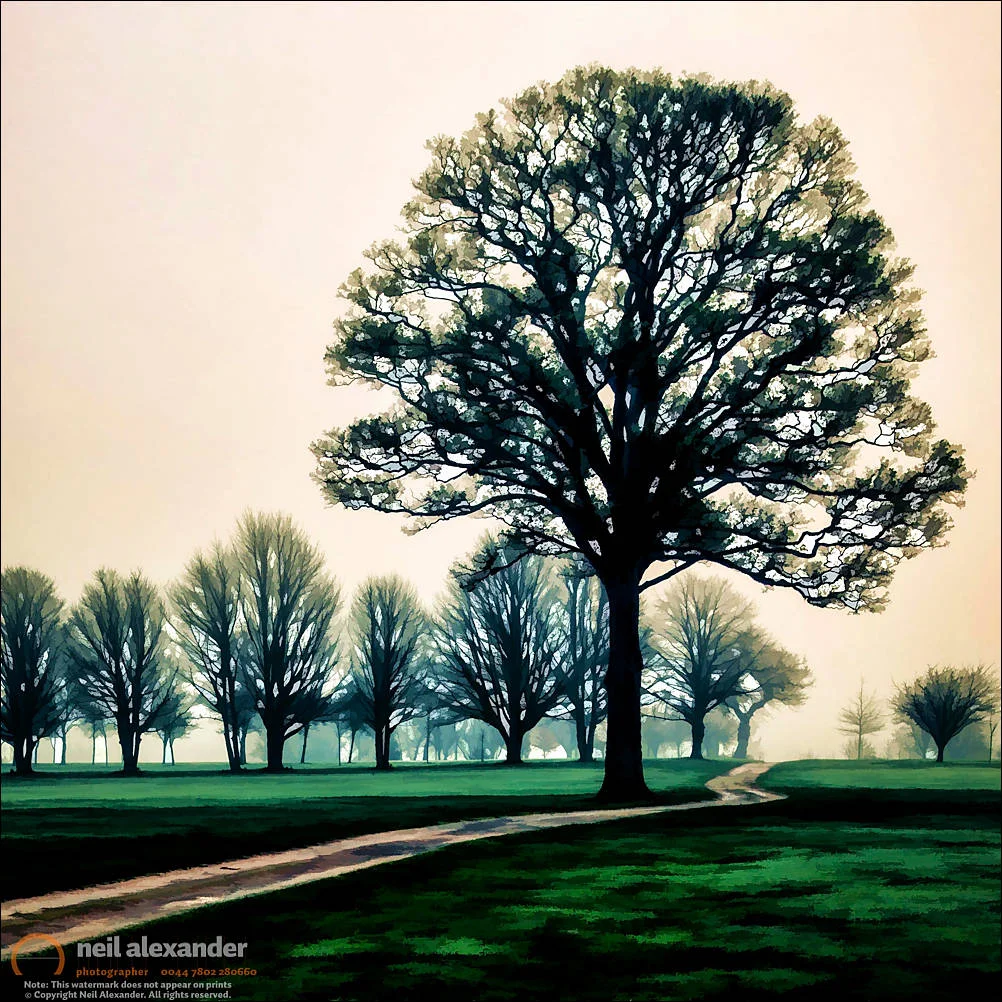 Tree at dawn on golf course, Hale Golf Course, Altrincham, Chesh