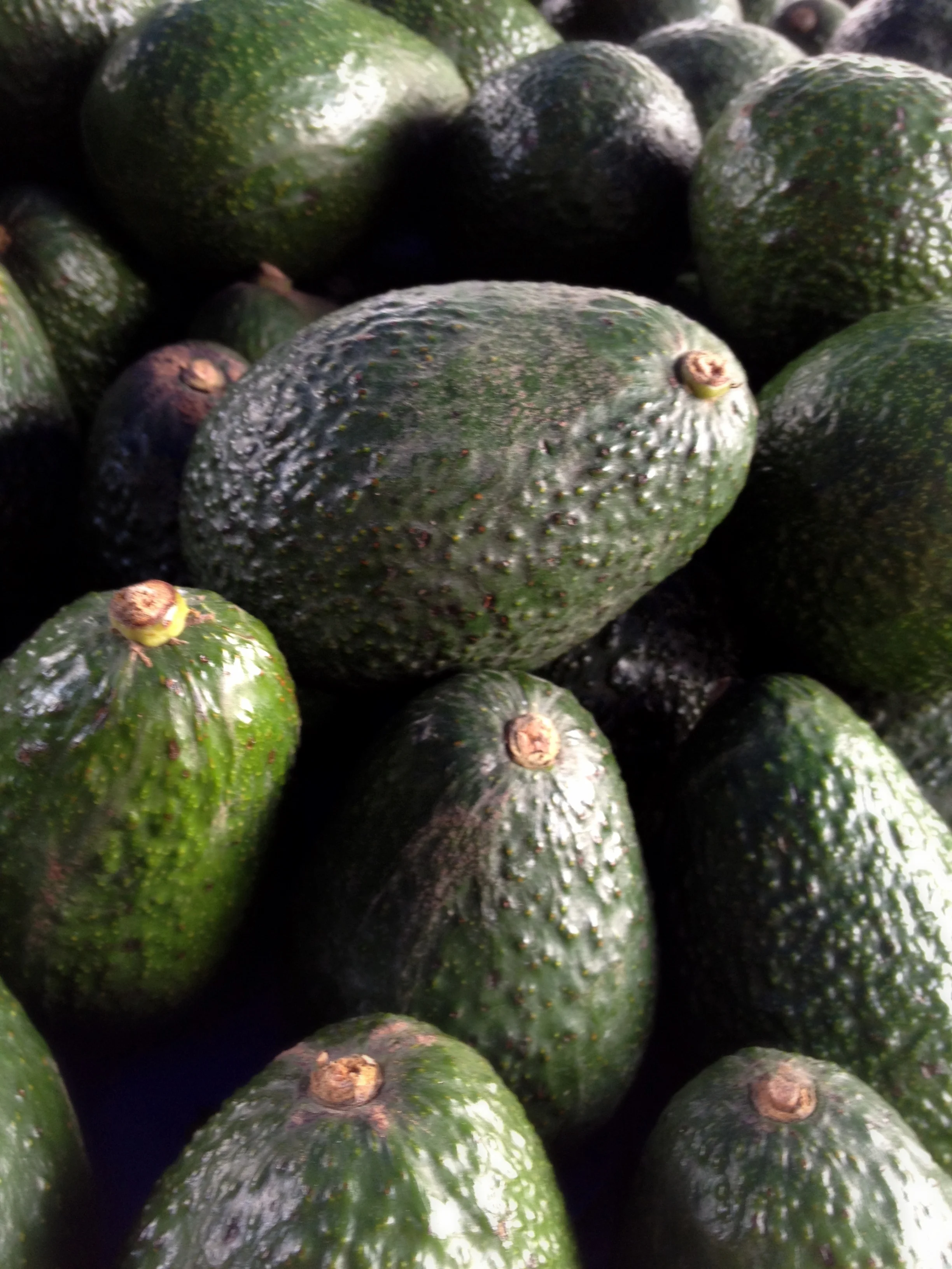avocado, you're the one for me