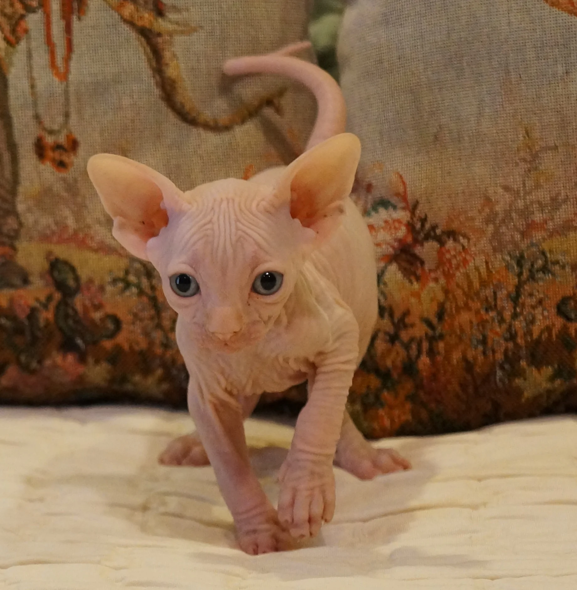 ∆ Kitten Gallery (Past Litters) — Lucid Sphynx