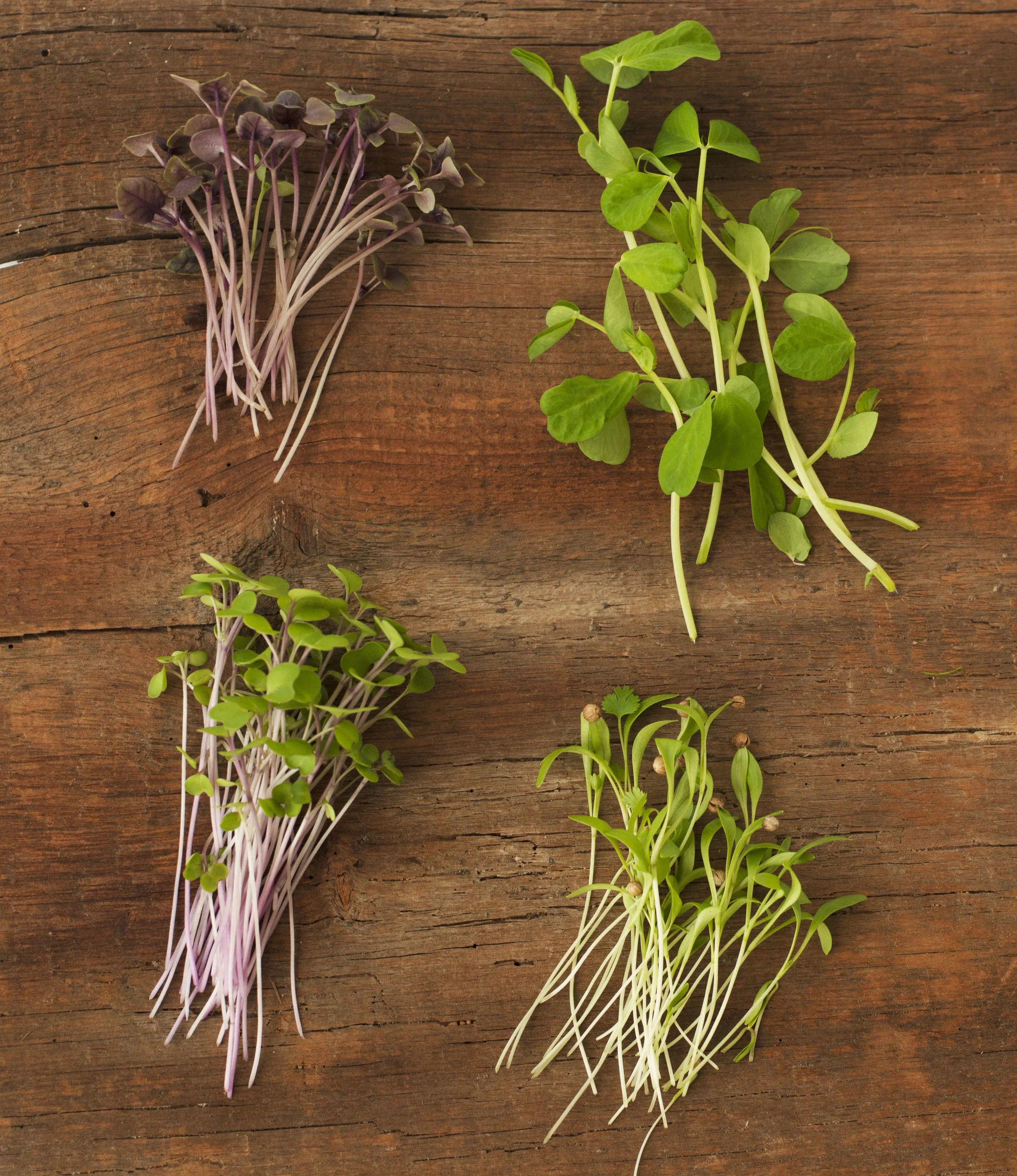 good water farms Cilantro, Red Russian Kale, Pea Tendrils, Dark Opal Basil
