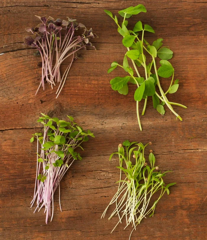 janet_obrien_herbs_02.jpg