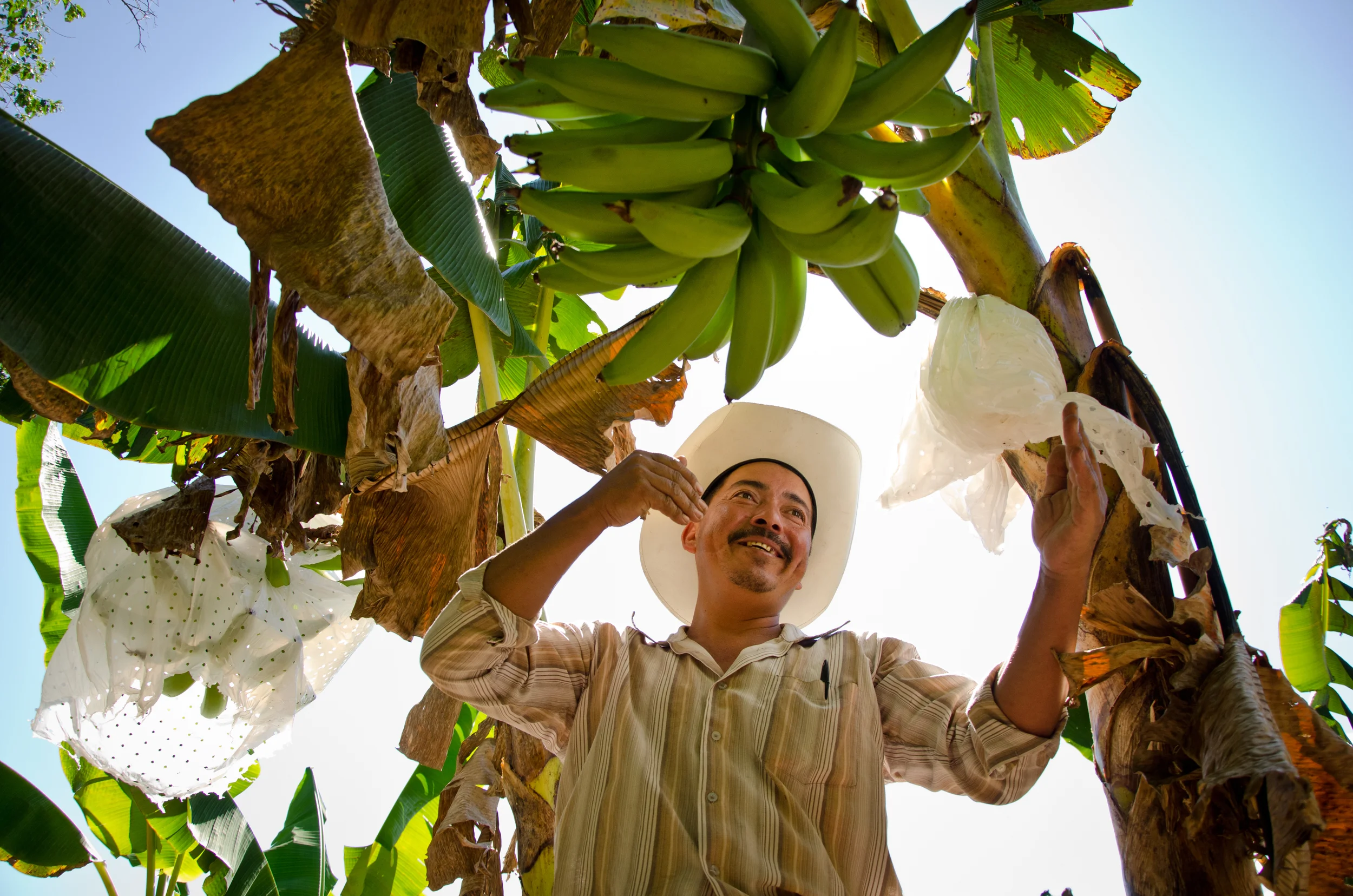  Lelis Edgardo Cantarero Palacios, 40, tends to the last plantains of the harvest season on his farm in central Honduras. An NGO helped him get started, and in turn he must give plantain seedlings to other farmers to help them start their own farms t