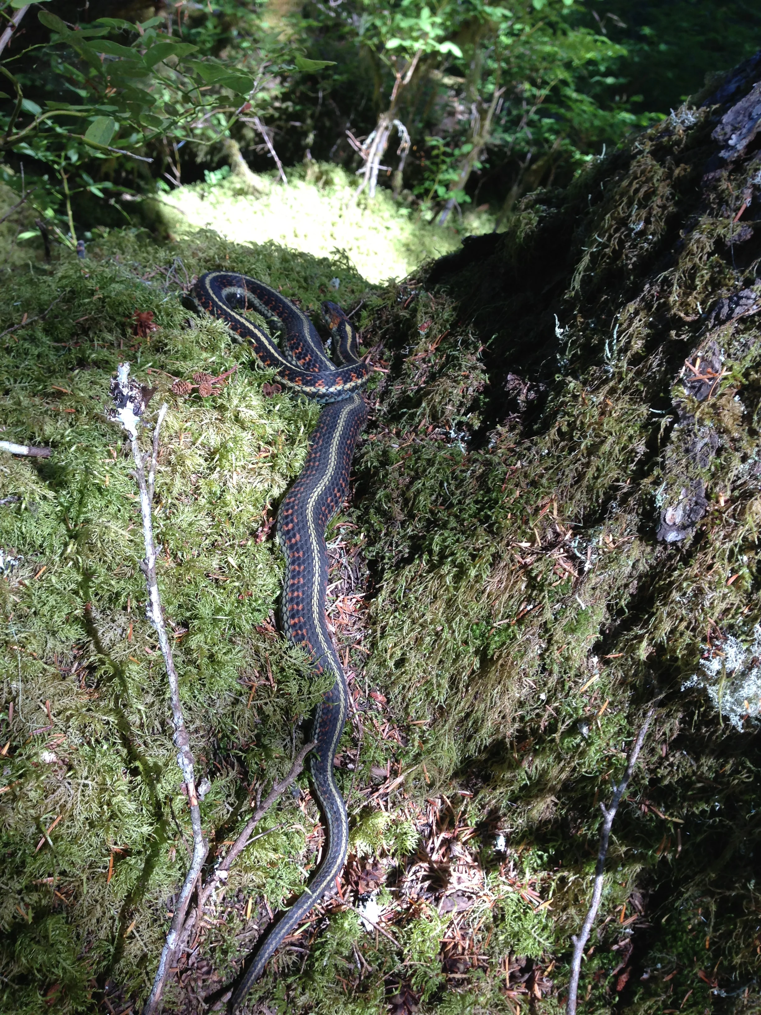 We saw a snake (thought they didn't exist in this part of the state...)