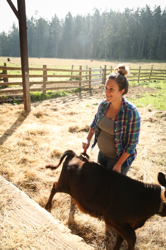 One of our jobs was to give some love to the new bull calf, because he's being weaned and gets lonely in the field all by himself. So we spent 20 minutes or so brushing his fur and giving him some feed. Suuuuuch a baby!!