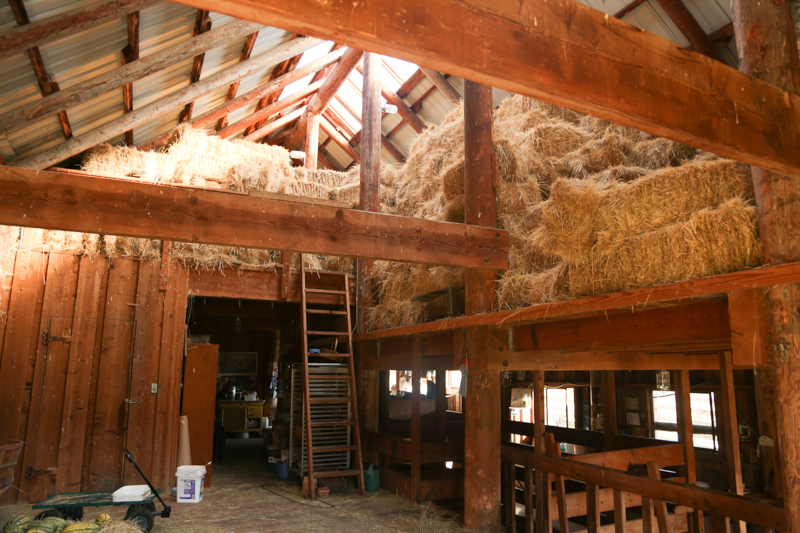 The hay loft was so beautiful and smelled so good. 