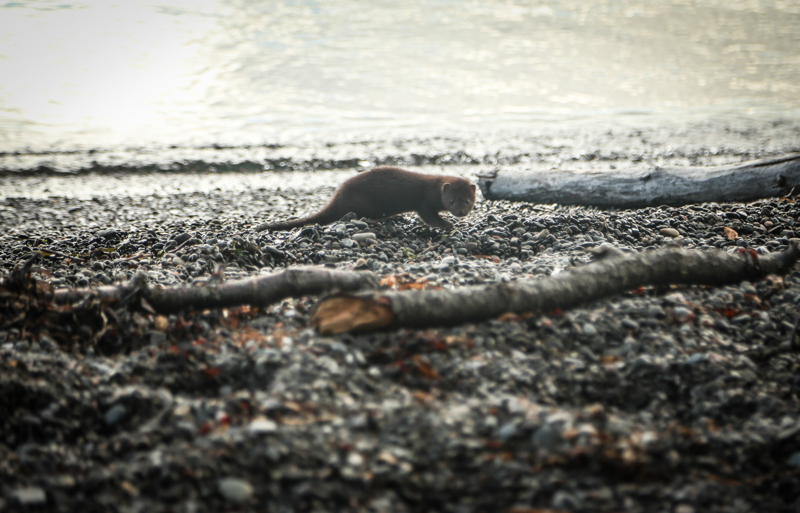 At the UW nature preserve on the island. Apparently, someone on the island used to raise minks, and now they're all wild and feral and spend a lot of time at the beach, probably hunting for gull eggs. 