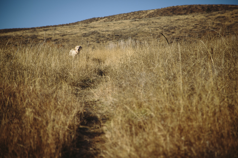 Can you spot the lioness?