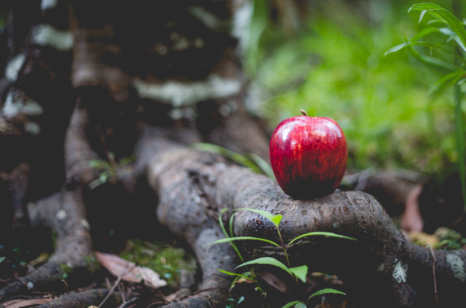 Snow White-15.jpg