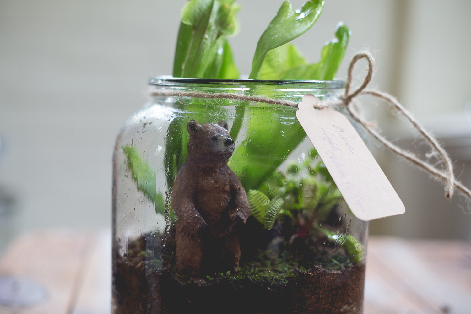 Terrariums take 2-22.jpg