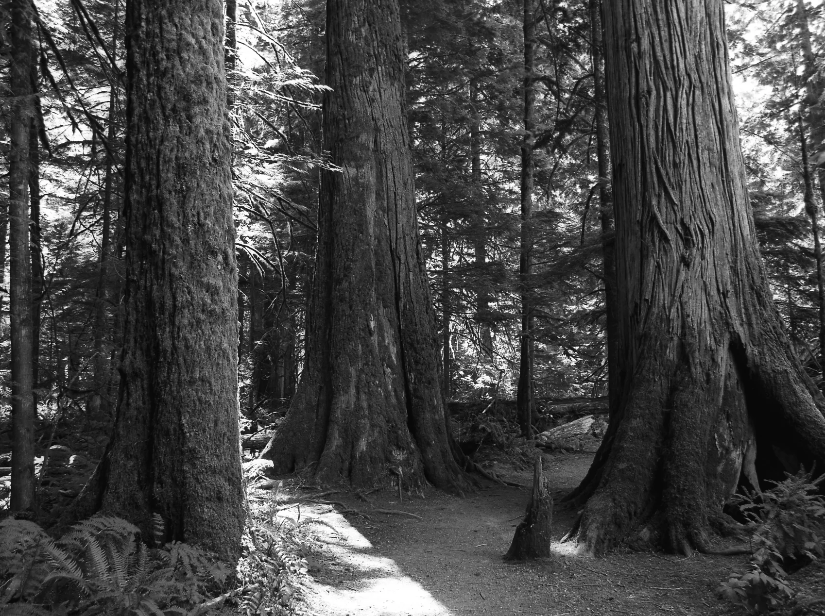 Cathedral Grove_0718-34.jpg