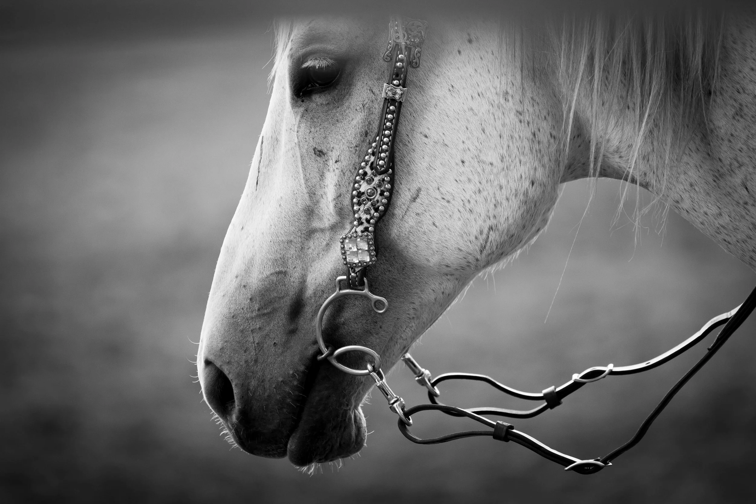 Stampede 2012-Stock-427.jpg