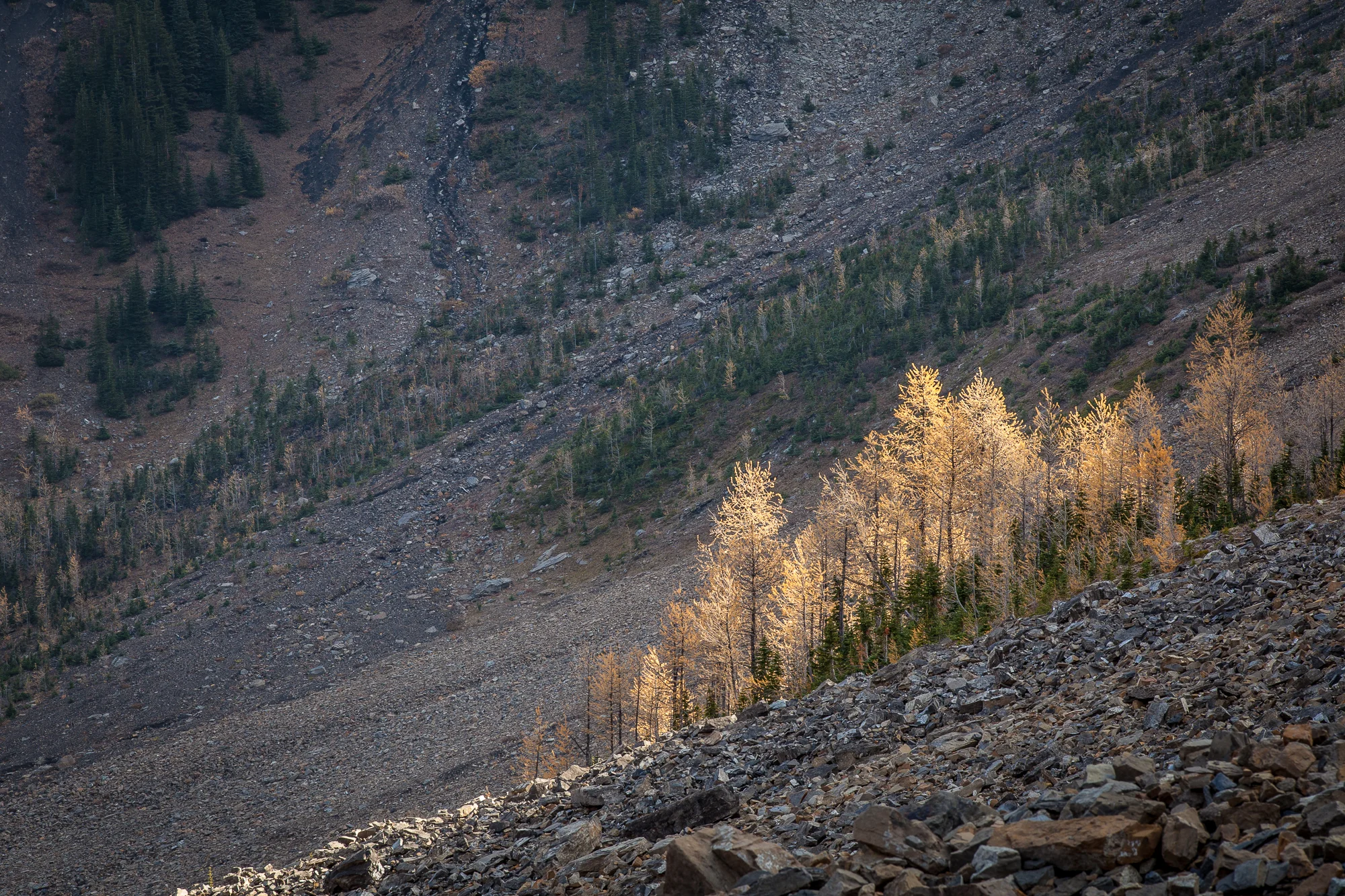 _MG_2988.jpg