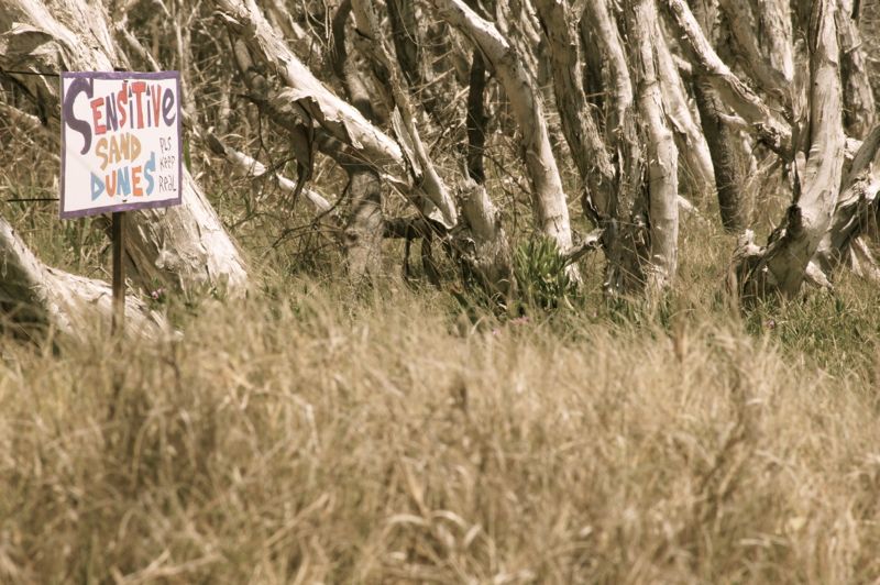 Island Vibe 2013040.jpg