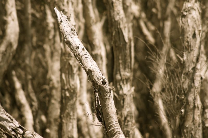 Island Vibe 2013041.jpg