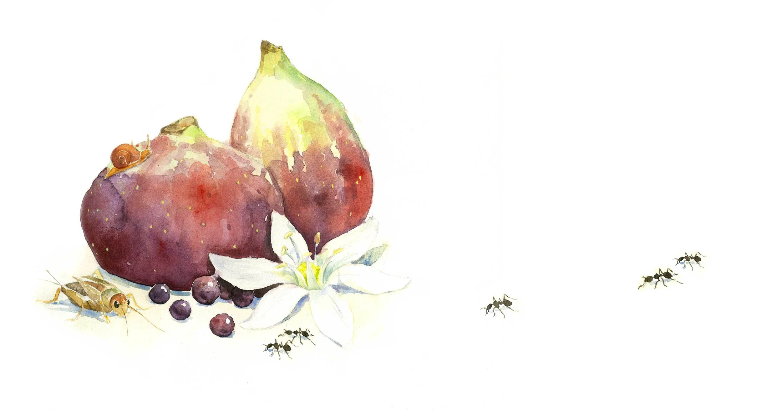 figs-web.jpg