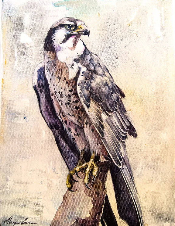 Gyrfalcon