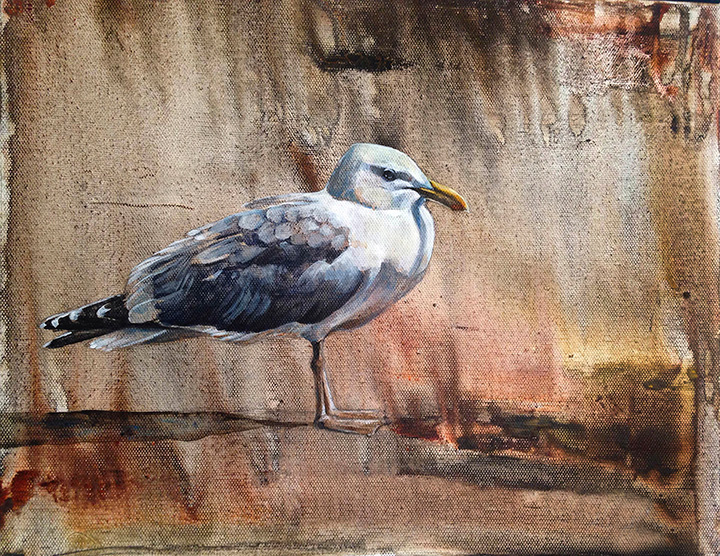 Herring Gull