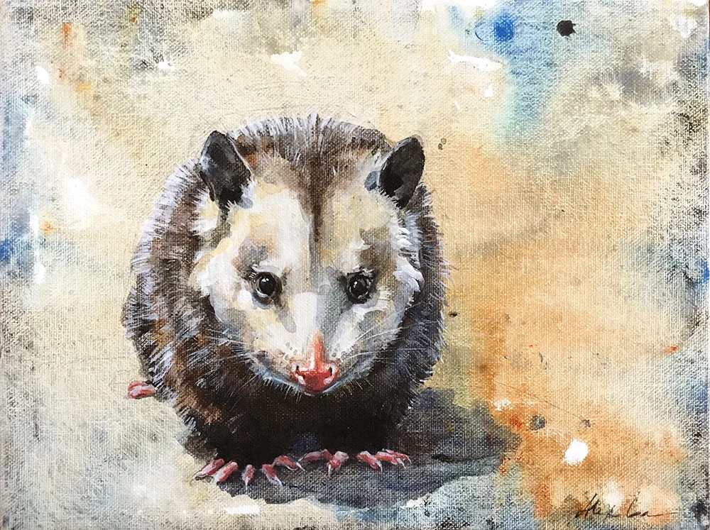 opossum.jpg
