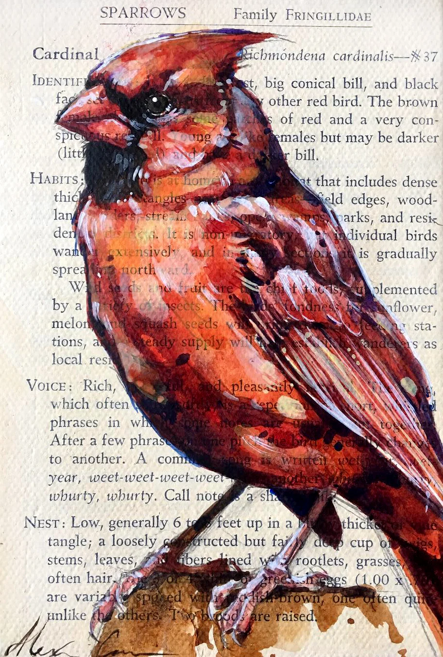 littlecardinal.jpg