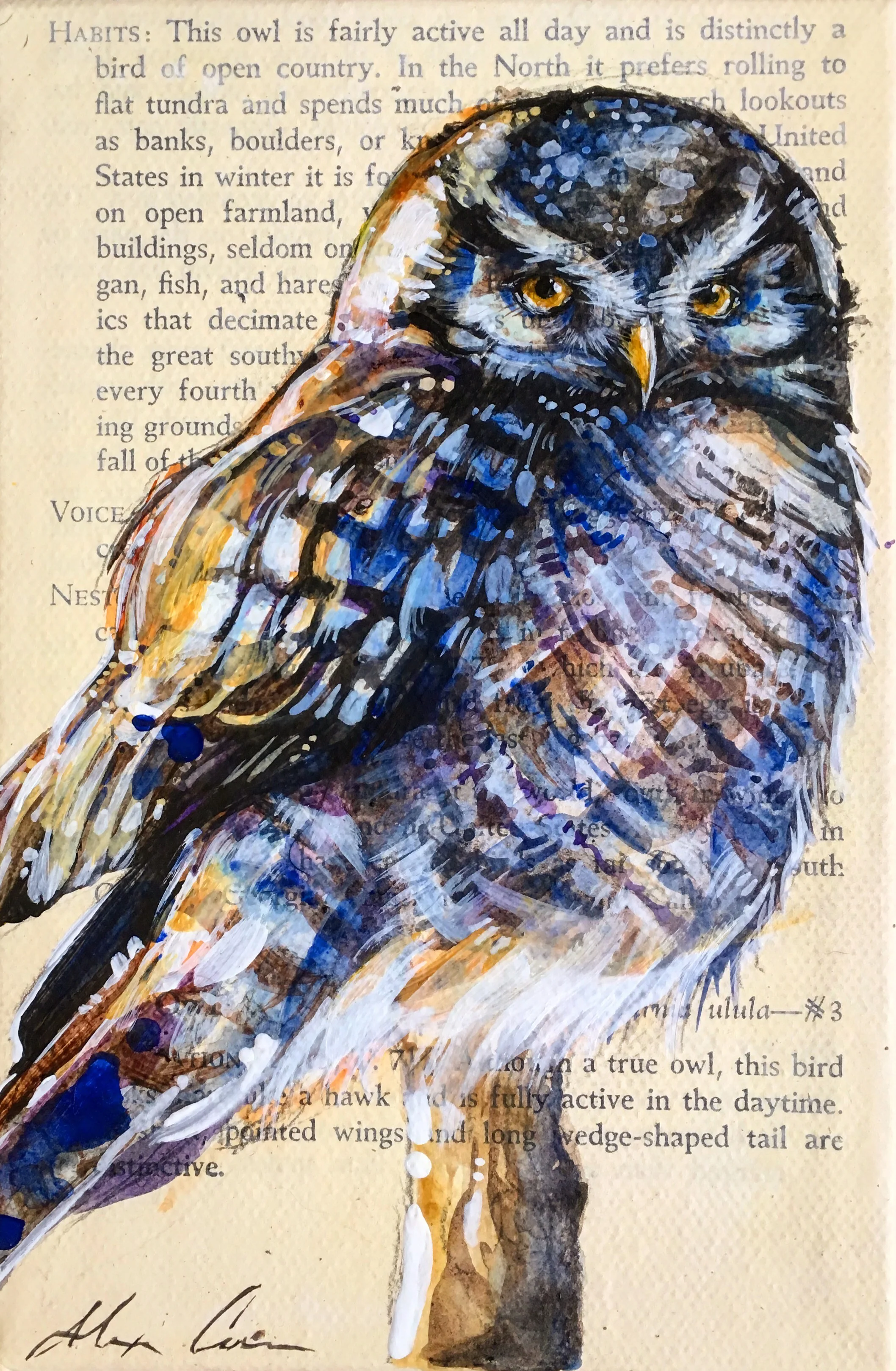 littlehawkowl2.jpg