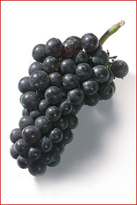 Un tipico grappolo di uva Pinot nero