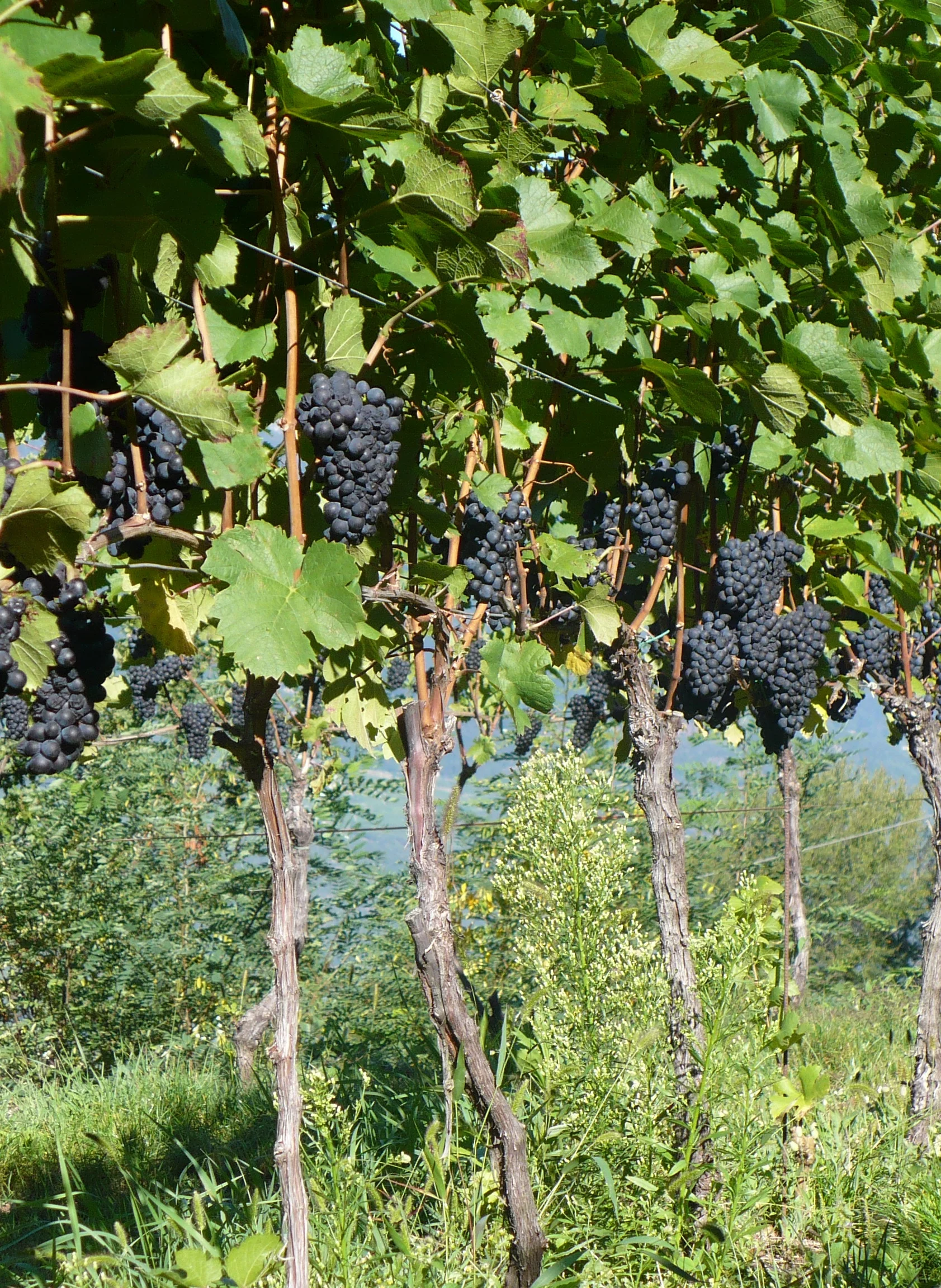 Pinot Noir Vineyards, in Gleno