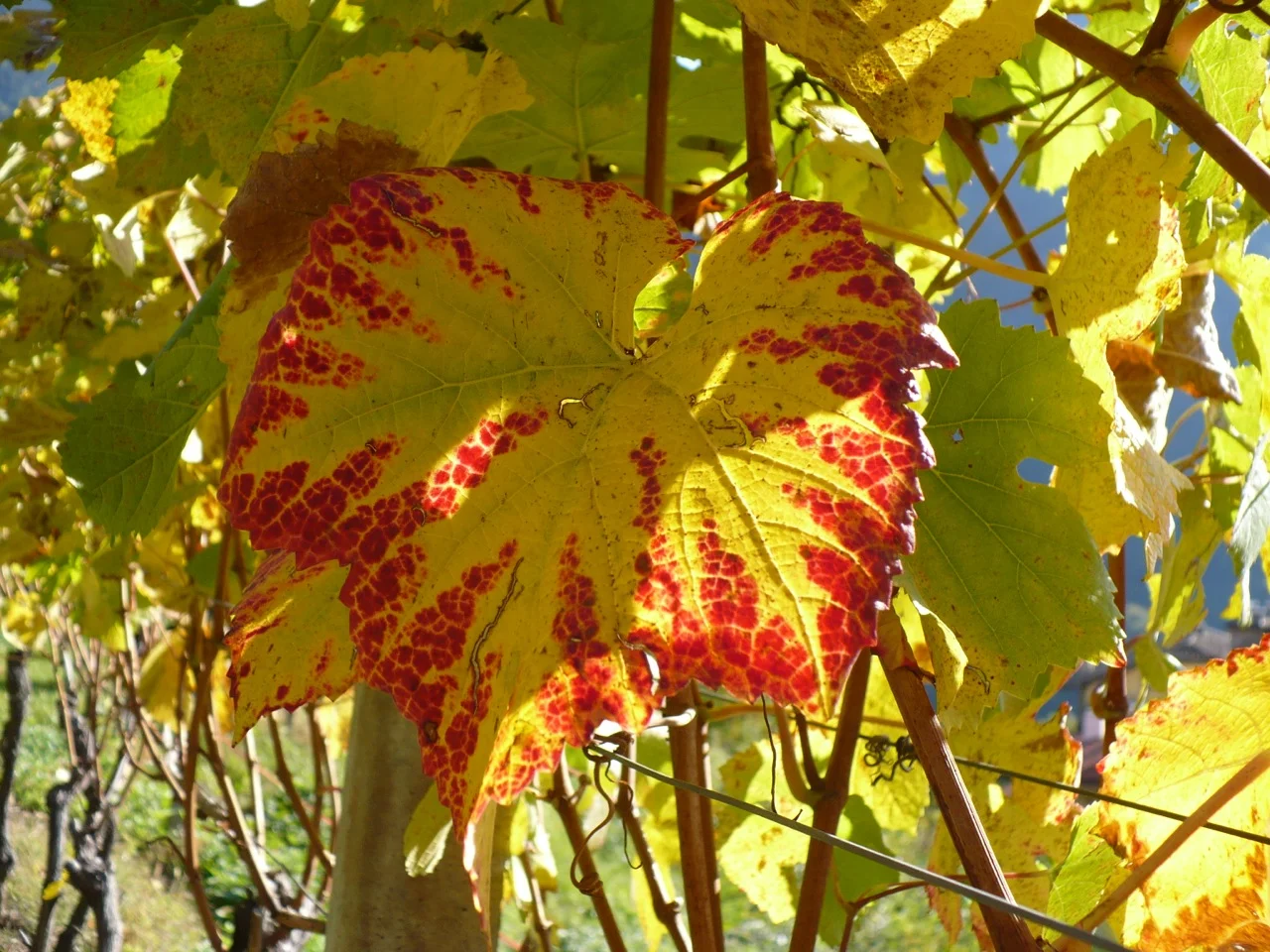 P1000428.jpg